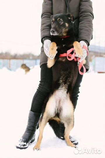 Молодой собачке нужна семья