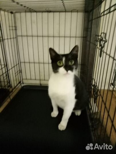 Кошка Буся лишилась дома, её ждет выпуск на улицу