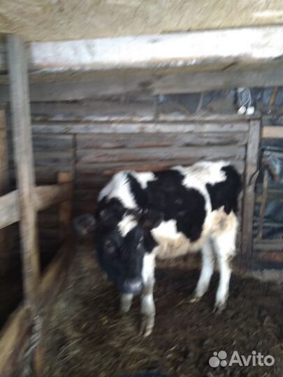 Продам телочку 10 месяцев от молочной коровы