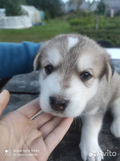 Отдадим щенков бесплатно