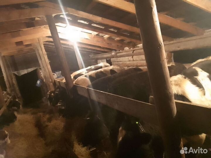 Бычки ферма дом 2 600 000