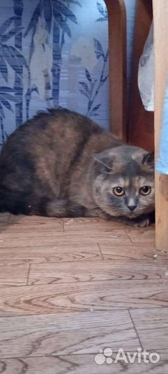 Кошечки и коты