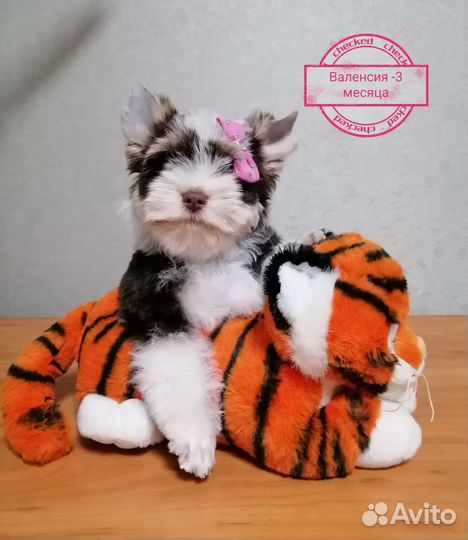 Биро-девочка