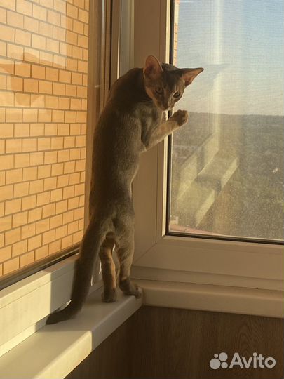 Абиссинский кот