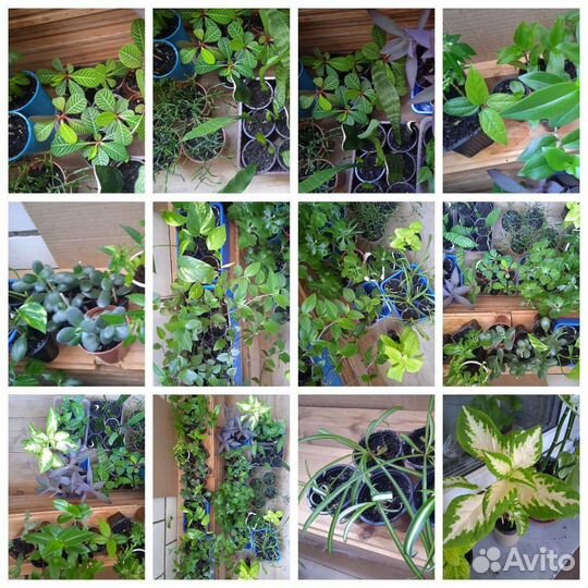 Комнатные цветы в ассортименте