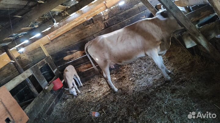 Корова с телятами