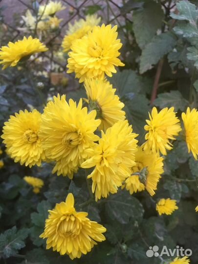 Хризантемы