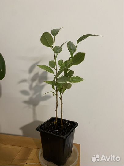 Фикус бенджамина Нина