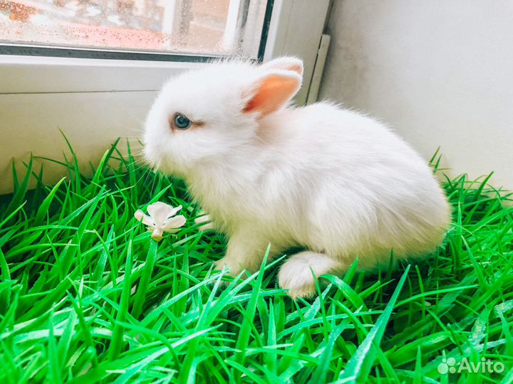 Карликовый кролик - супер мини