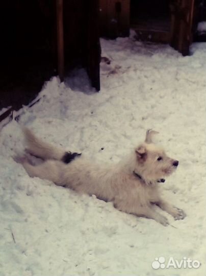 Собака в добрые руки