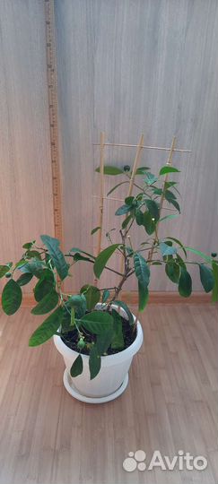 Мандарин с плодами