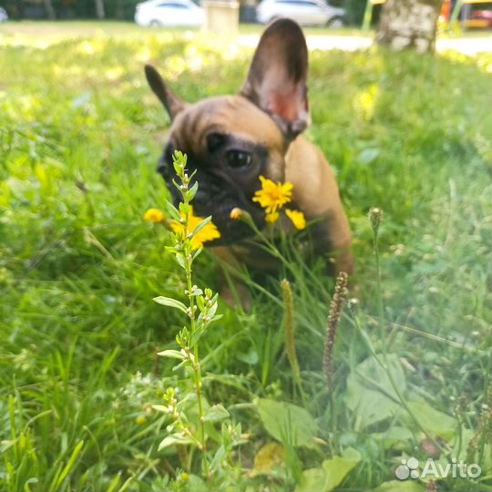 Французский бульдог