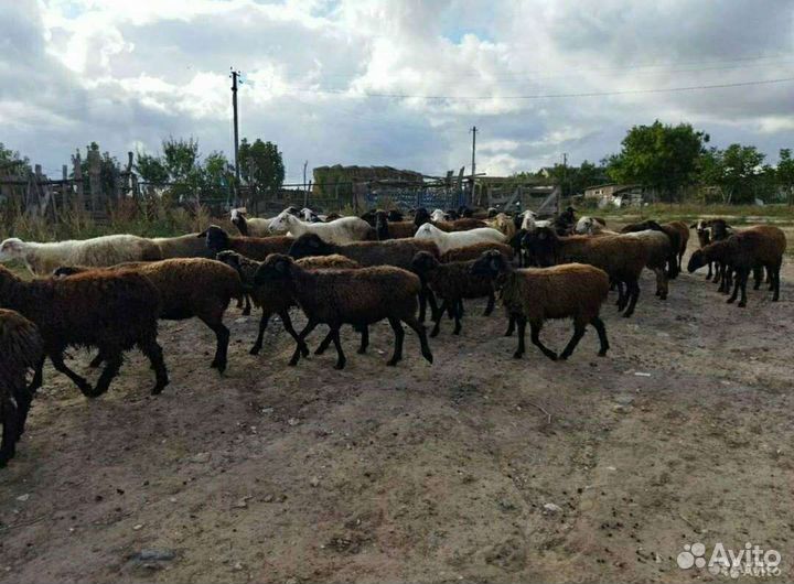 Баран молодой