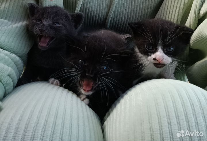 Котята в добрые руки