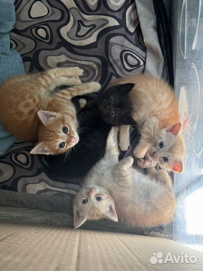 Котята 1,5 месяца. 3 мальчика 1 девочка
