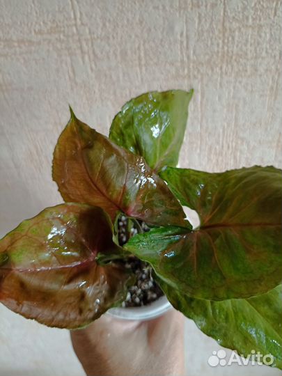 Сингониумы