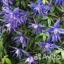 Клематис альпийский / Clematis alpina