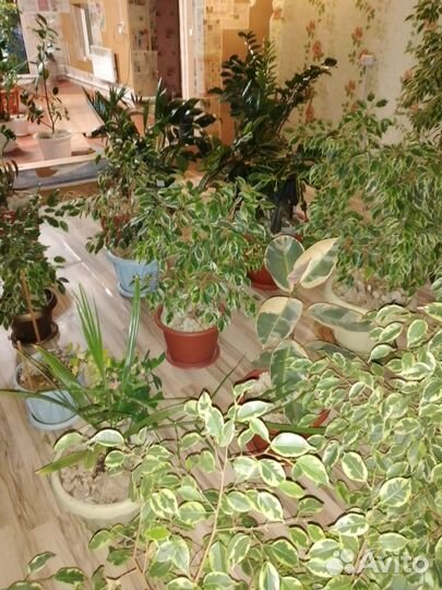 Комнатные цветы