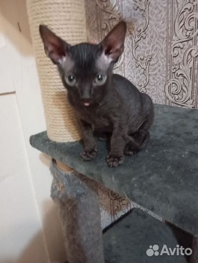 Котята сфинкс