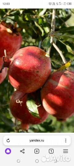 Гранат Гюлоша