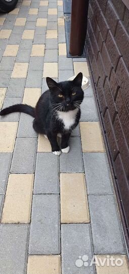 Кот ищет дом