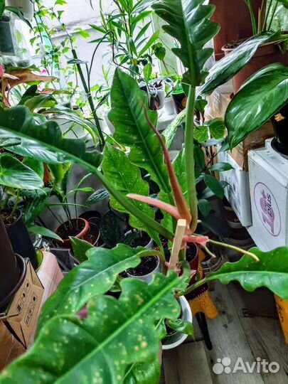 Комнатные цветы Обновлен 18.10