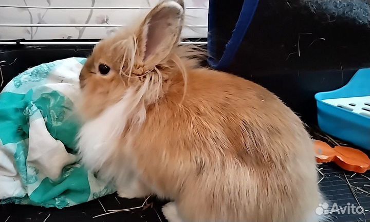 Карликовый кролик рыжий