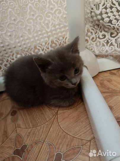 Котята бесплатно