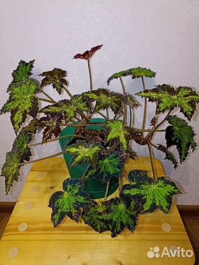 Бегония Бауэра Клеопатра Тигровая