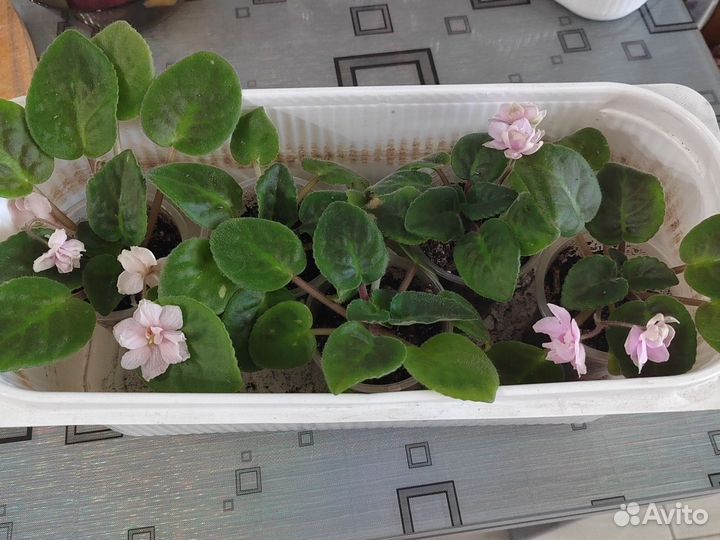 Фиалки, фикус, алоэ