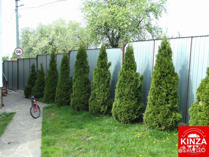Туя брабант экстра класса