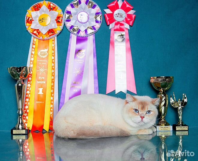 Лиловая золотая затушеванная шиншилла поинт