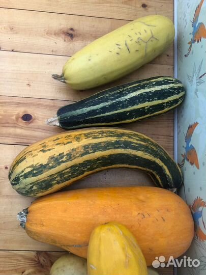 Кабачки свежые разных сортов