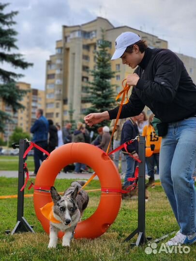 Кинолог/Зоопсихолог/Специалист по дрессировке