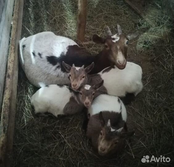 Карликовые камерунские козы(козлята)