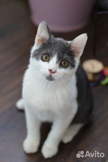 Котенок мальчик