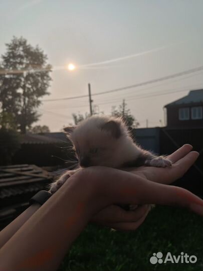 Сиамские котята