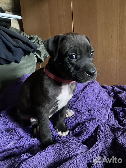 Щенки питбуля