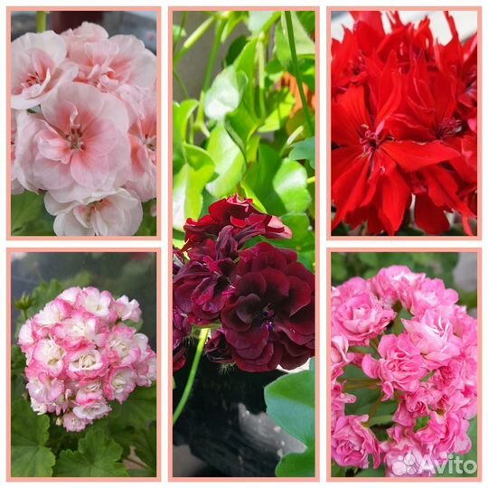 Набор герани