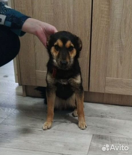 Щенок в добрые руки девочка маленькой породы