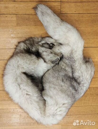 Шкура песца