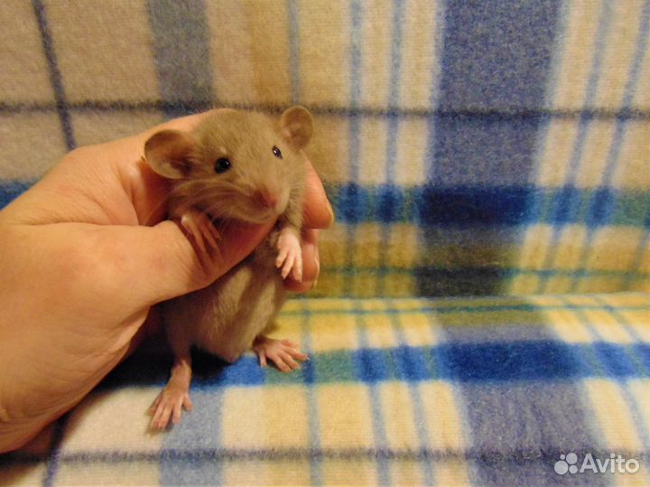 Крысы, крысята малыши - дамбо, стандарт, клетки