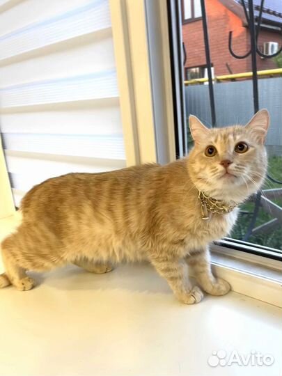 Кошки в добрые руки