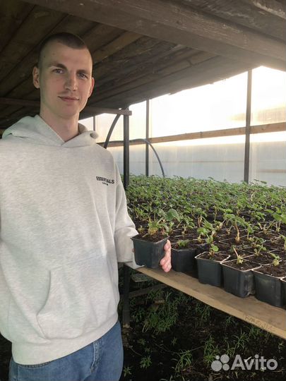 Саженцы Клубники розница/опт