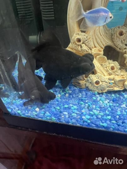 Черные телескопы