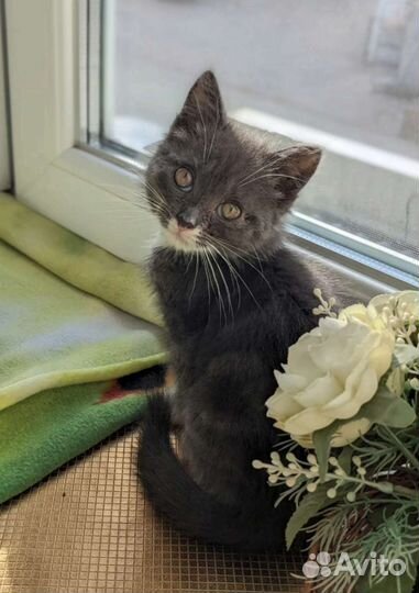 Котята от британской кошки
