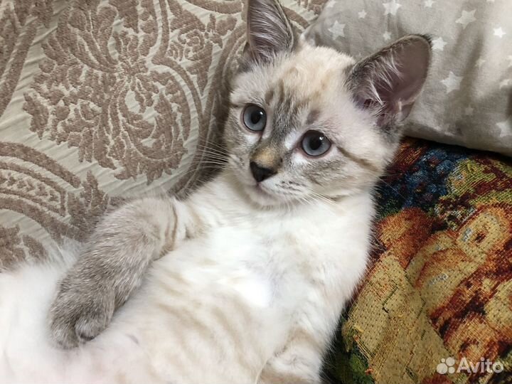 Котенок девочка в добрые руки