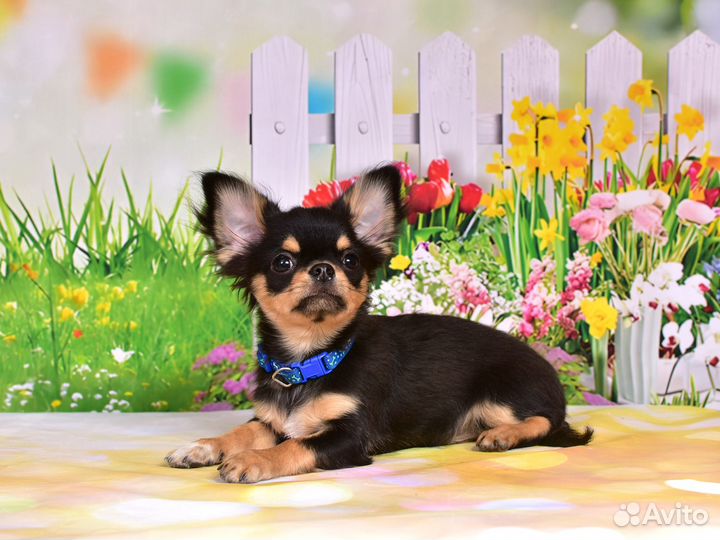 Щенки чихуахуа:мальчик и девочка