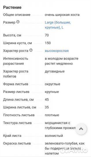 Хоста Биг Мама