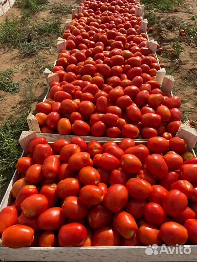 Помидор перец арбузы